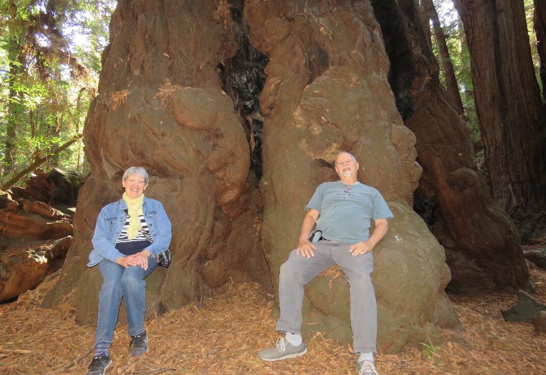 Henry-Cowell- Redwoods-State-Park-tour-from- Silicon-Valley.jpg